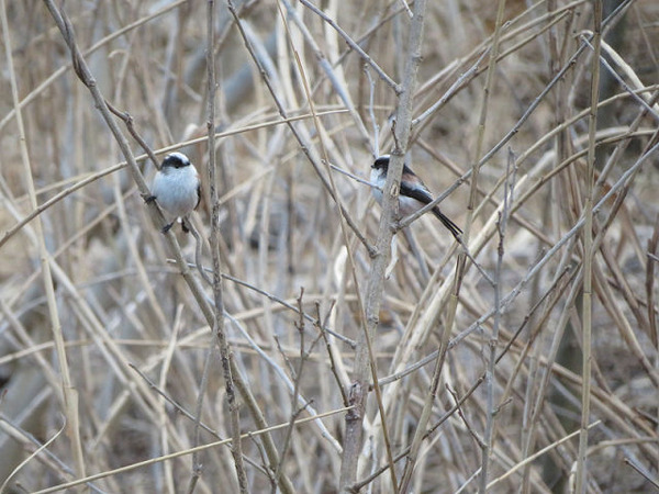 71之見つめあうエナガ