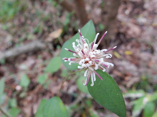２１くやぼうき