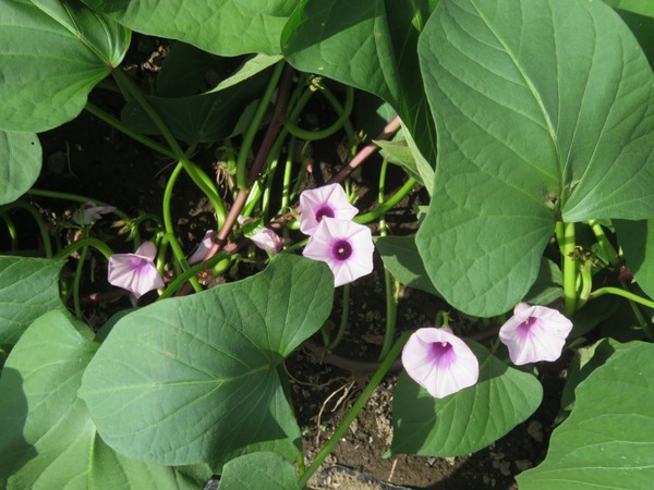 2025－9－21さつまいもの花２，８００