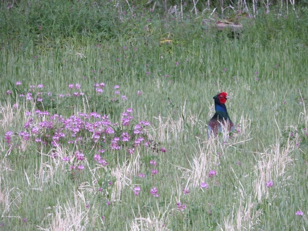 ８００，２レンゲとキジ