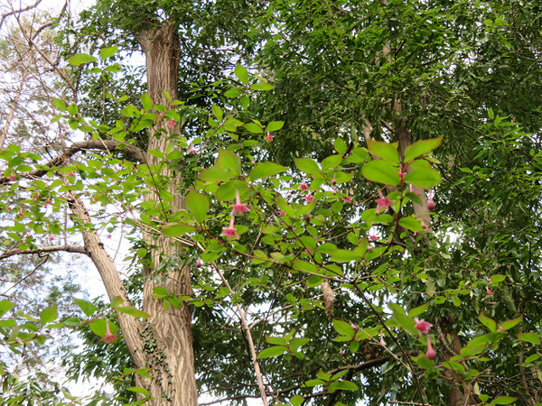 ７７うぐいすかぐら