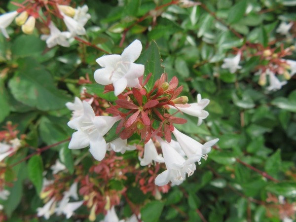５
