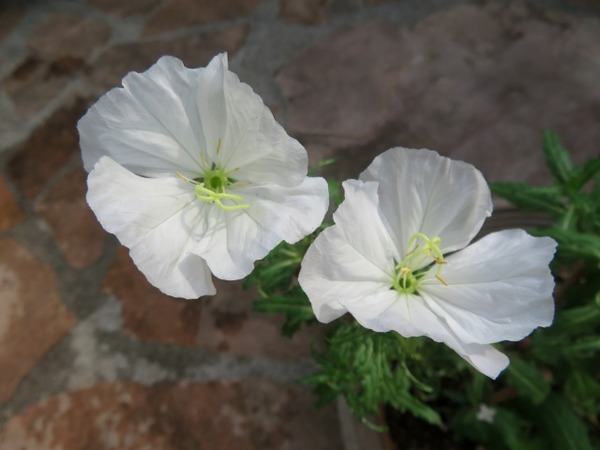 2の3