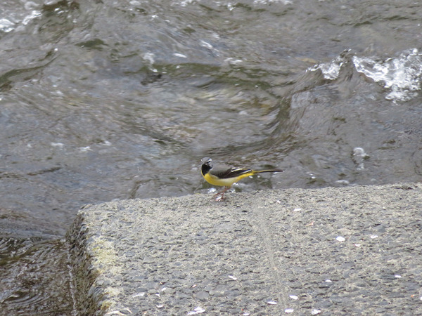 １８きせきれい