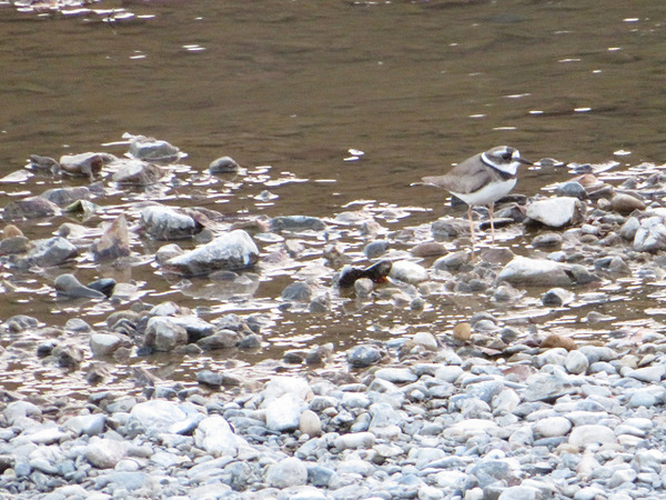 69セキレイに追われてコチドリ