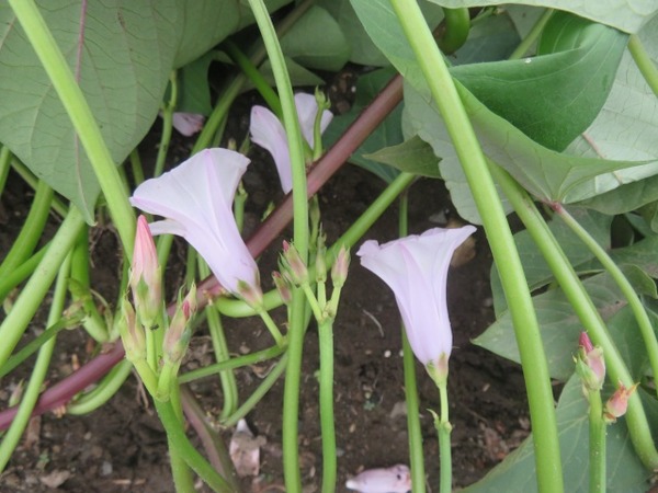 ２０２５－９－１９さつまいもの花２