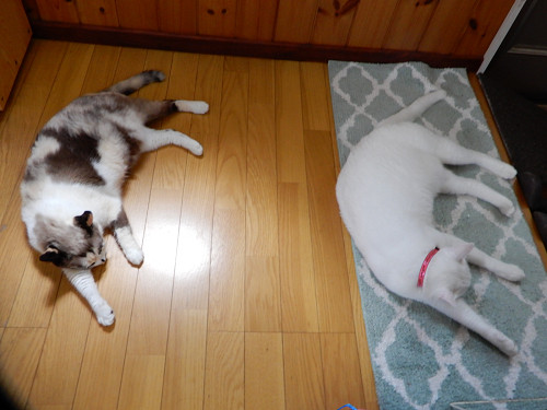 １ミーともか、７－２７