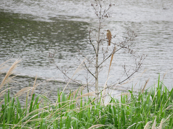 40オオヨシキリ、ここへ何度も
