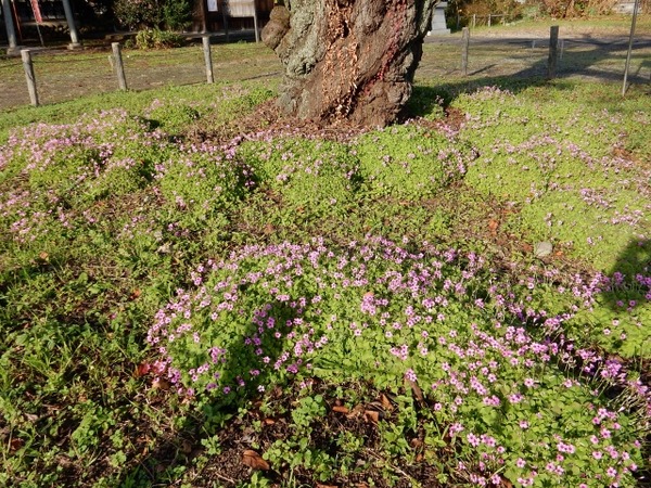 15イモカタバミ