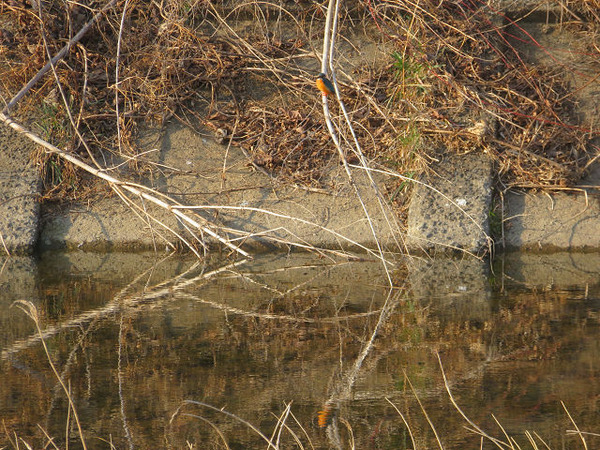 １１みずかがみ