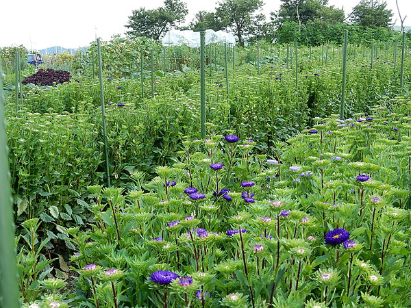 １３むぎわらぎく