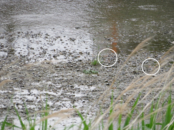 38コチドリ、3羽いたが