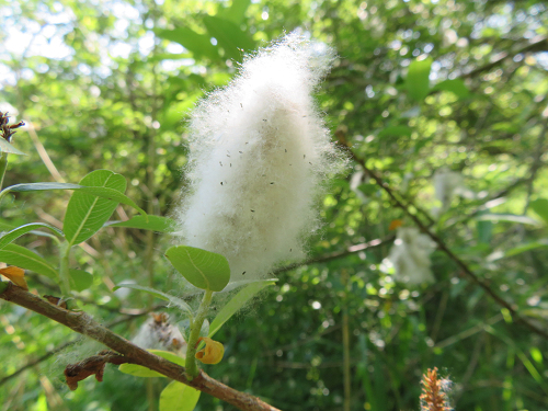 湿地から 桐の花 柳の綿毛 ガビチョウ まねきニャンコのブログ 湿地から 桐の花 柳の綿毛 ガビチョウ まねきニャンコのブログ