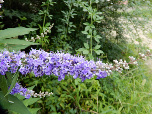 17西洋ニンジンボク