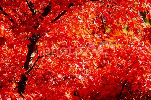 紅葉
