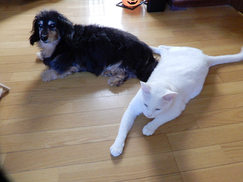 ゴンとミー2019-9-15