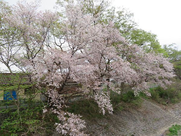 52山桜