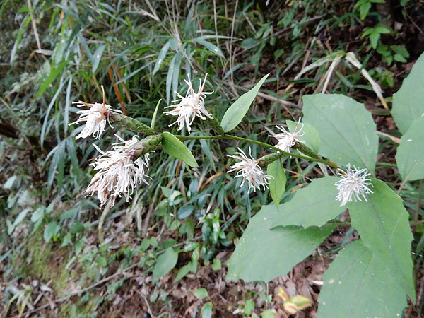 １６かしわばはぐま