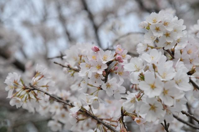 DSC_0161_R.jpg