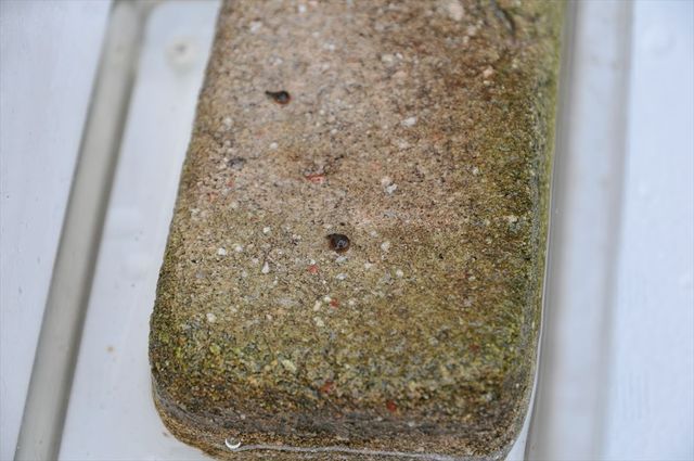 DSC_1415_R.jpg