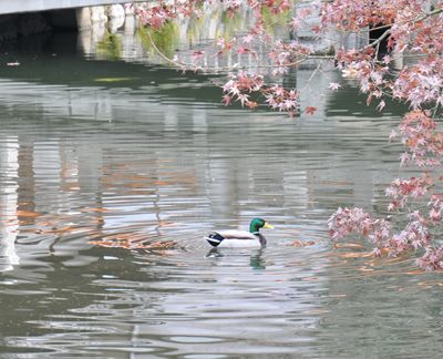 東寺 鴨_R