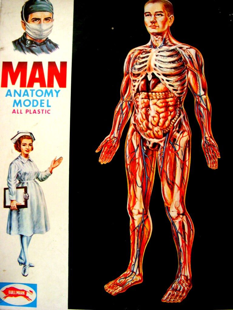 人体模型をつくる（血管も再現しよう） : 模型好きの御本尊たち