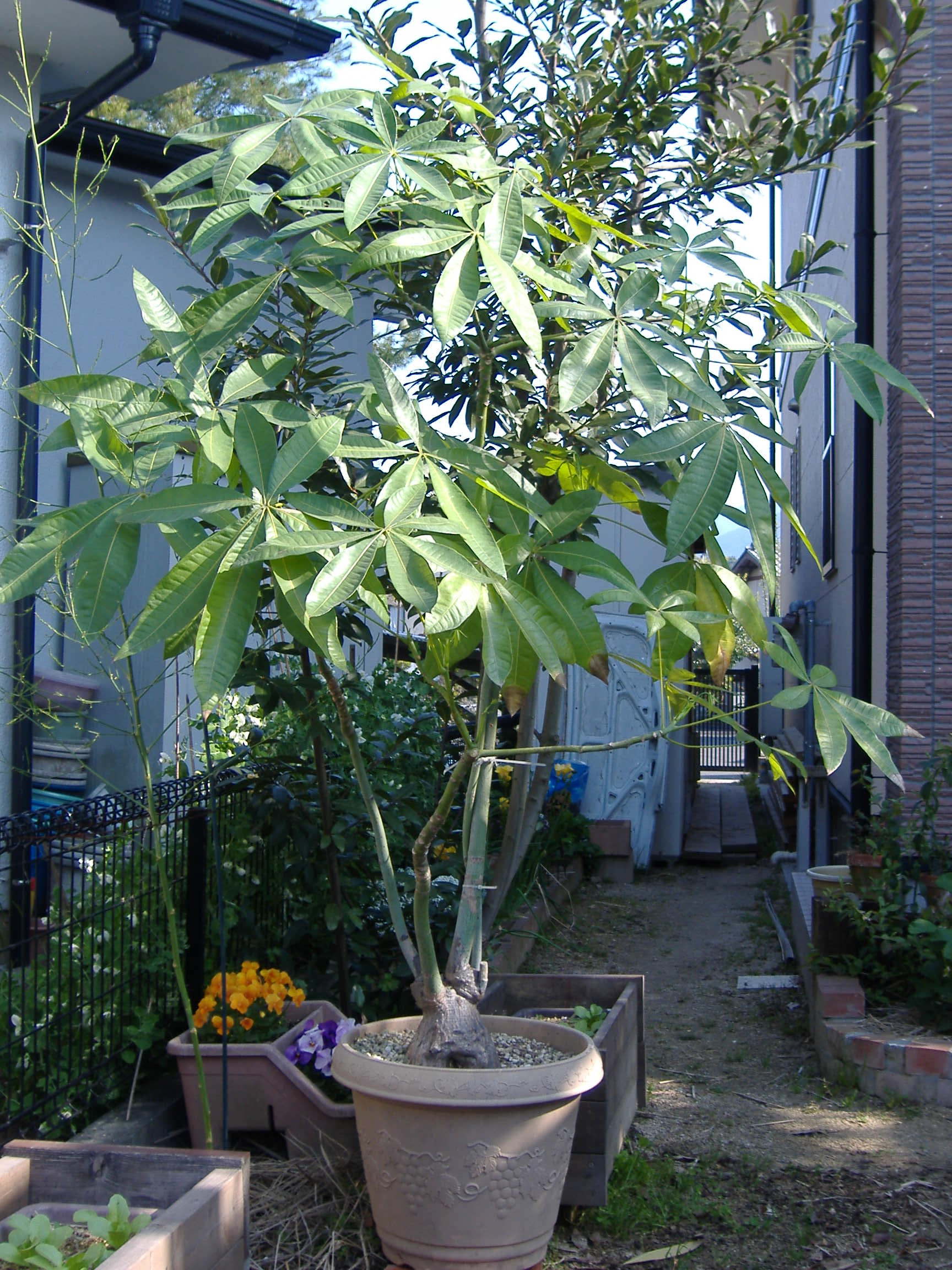 春なので 小さな庭のなんちゃってガーデニング日記