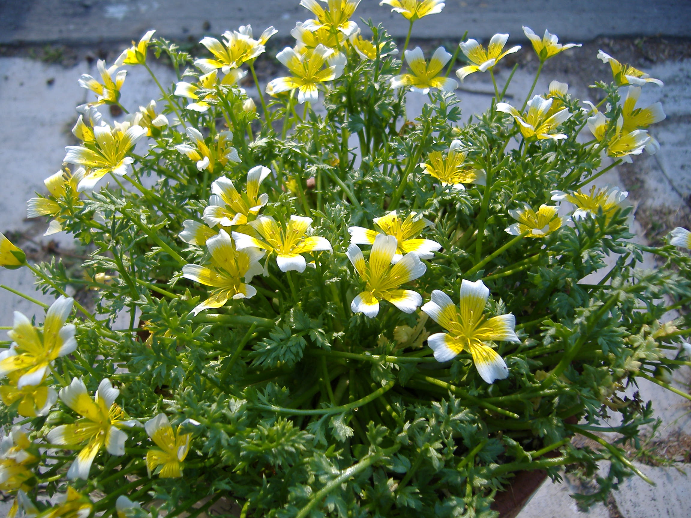 リムナンテス 5 14 小さな庭のなんちゃってガーデニング日記