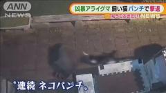 “凶暴”アライグマを飼いネコ“連続パンチ”で撃退 さいたま市