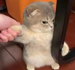 「いったい何が…」怒った顔でテーブルの脚を掴む子猫ちゃんが可愛すぎると話題♡