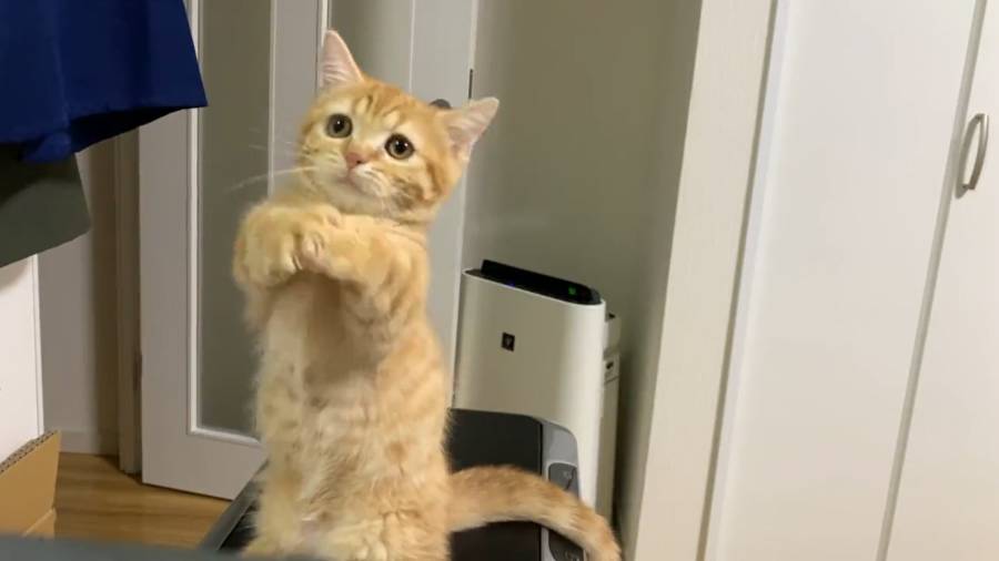 とってもキュートな洗い物のお手伝い