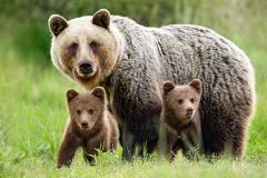 女性が襲われたヒグマ出没の林道で見逃された危険とは 放置された通行止めとクマの危険地帯 北海道