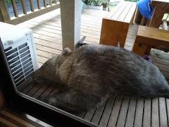 民家に熊侵入、ウッドデッキで一昼夜 安楽死処分 兵庫佐用