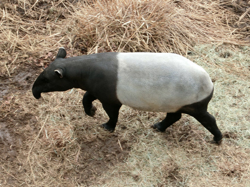 多摩動物公園に行ってきました 小川もこ デリシャス タイム