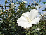 435a9a60.jpg