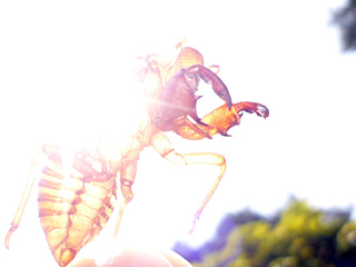 06