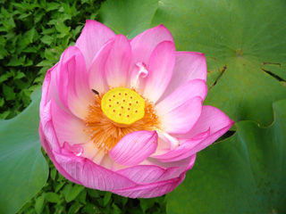 09