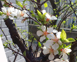 庭の花