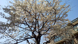 マンション中庭の桜