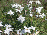 白花