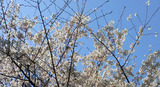 桜2