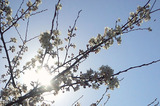 桜と太陽