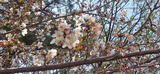 桜3