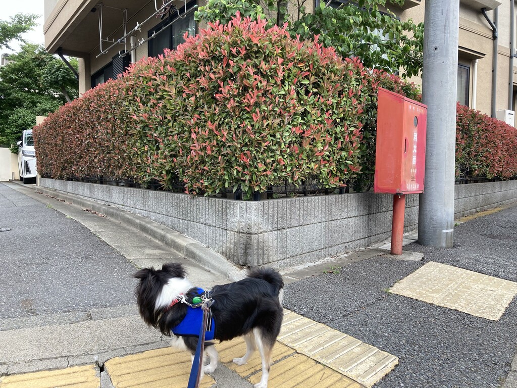 角刈りハンター もこもこた