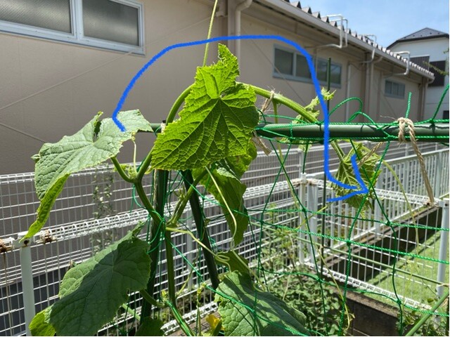 キュウリの支柱の高さが足りない が 去年と同じ手でいくよ 家庭菜園と暮らしと わたし