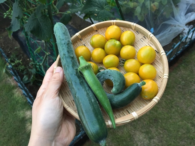 弱ってきてきた きゅうりに追肥 枝豆の後作を考える 家庭菜園と暮らしと わたし