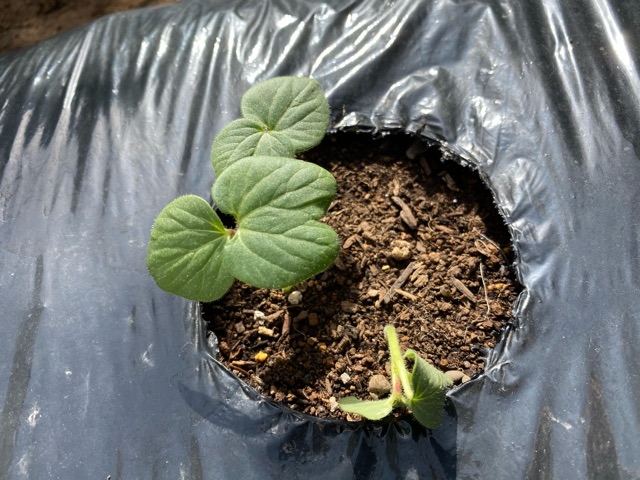 また倒れたオクラの芽 原因は 家庭菜園と暮らしと わたし
