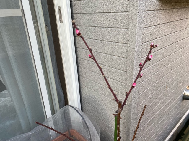 賑やかになってきた家庭菜園 アーモンド 茎ブロッコリー ブルーベリーには花 イチジクには新芽 家庭菜園と暮らしと わたし
