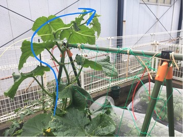 キュウリの支柱の高さが足りない場合には トマトの雨よけを考える 家庭菜園と暮らしと わたし