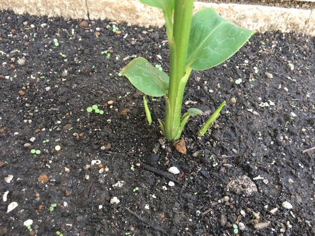 極小畑 の小松菜用に防虫カバーセットを買うが大失敗 ミョウガは絶賛成長中 家庭菜園と暮らしと わたし
